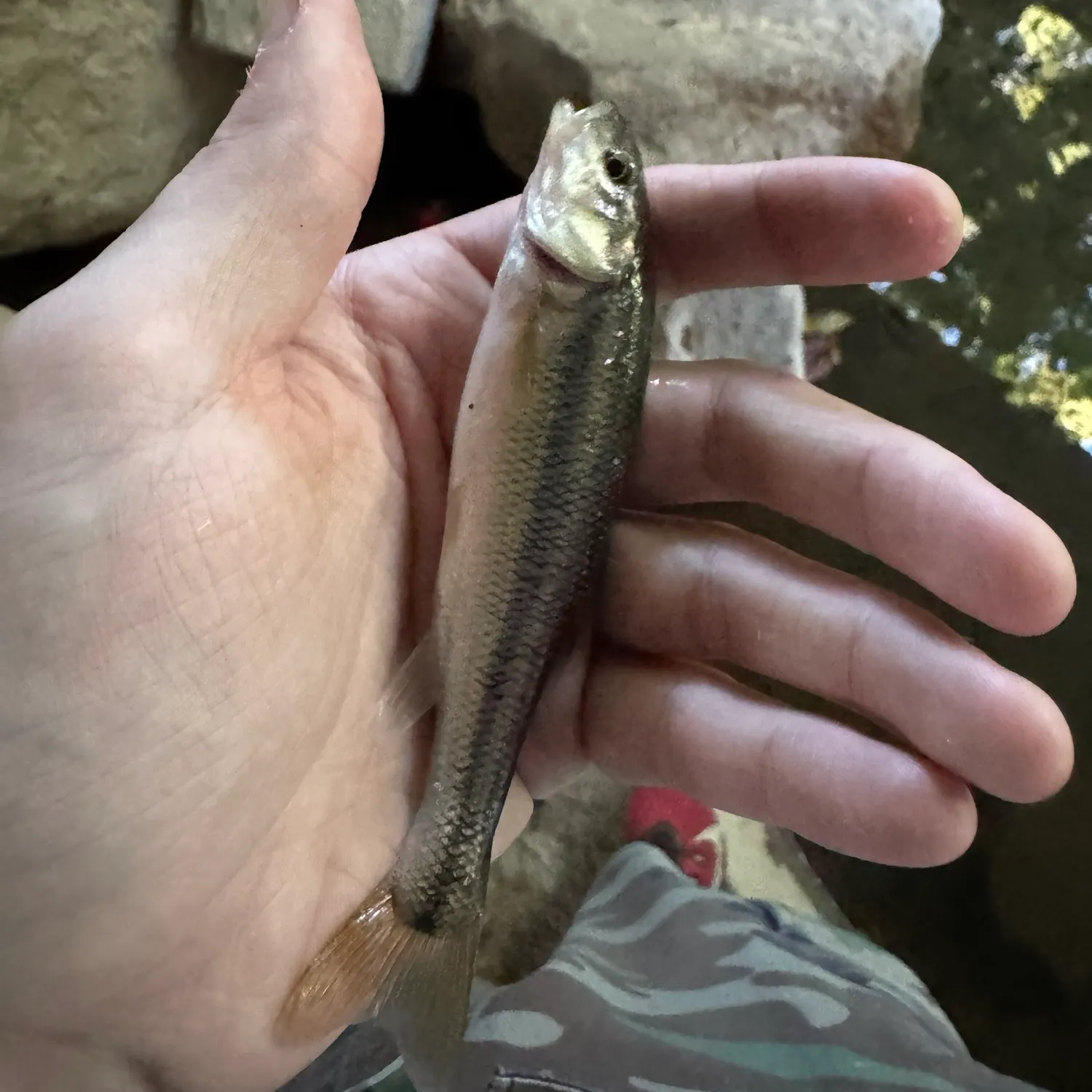 Creek chub caught on Fishbrain
