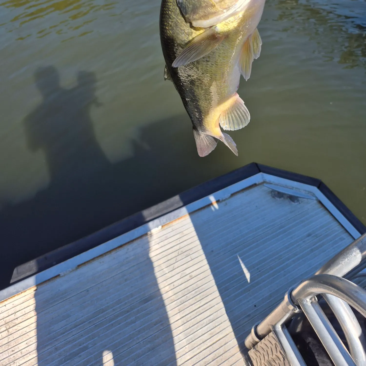 Fish caught on Fishbrain