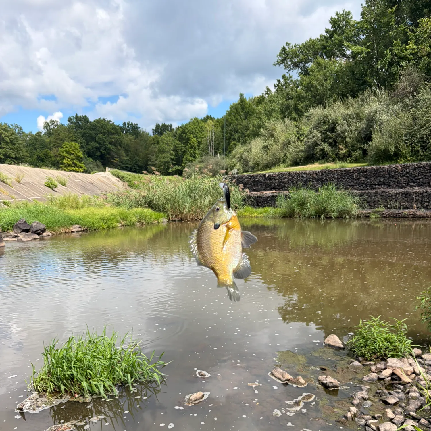 Bluegill caught on Fishbrain
