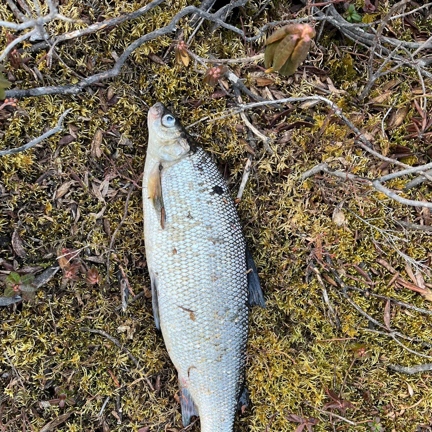 The most recent Lake whitefish catches on Fishbrain