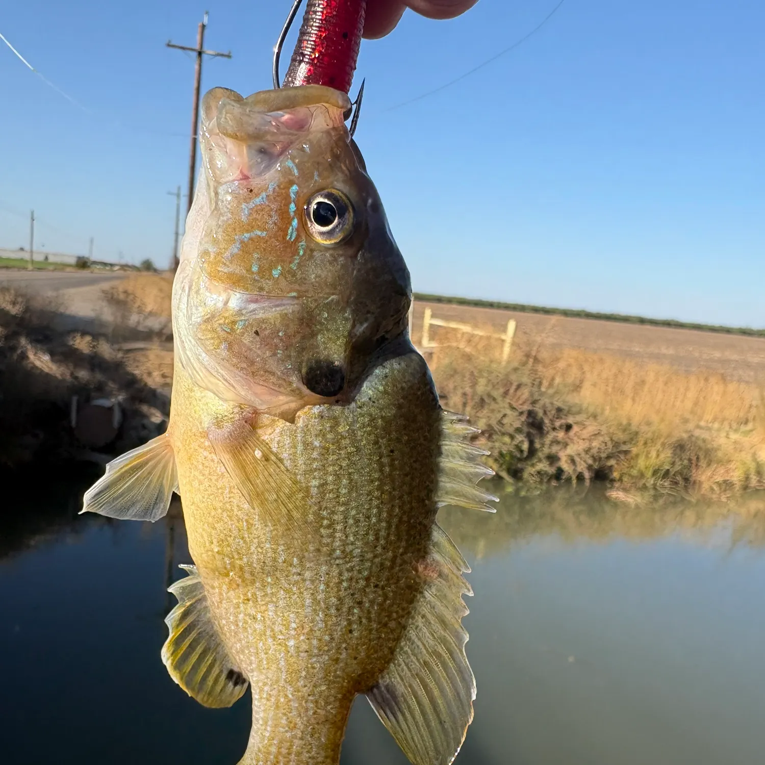 Green sunfish caught on Fishbrain