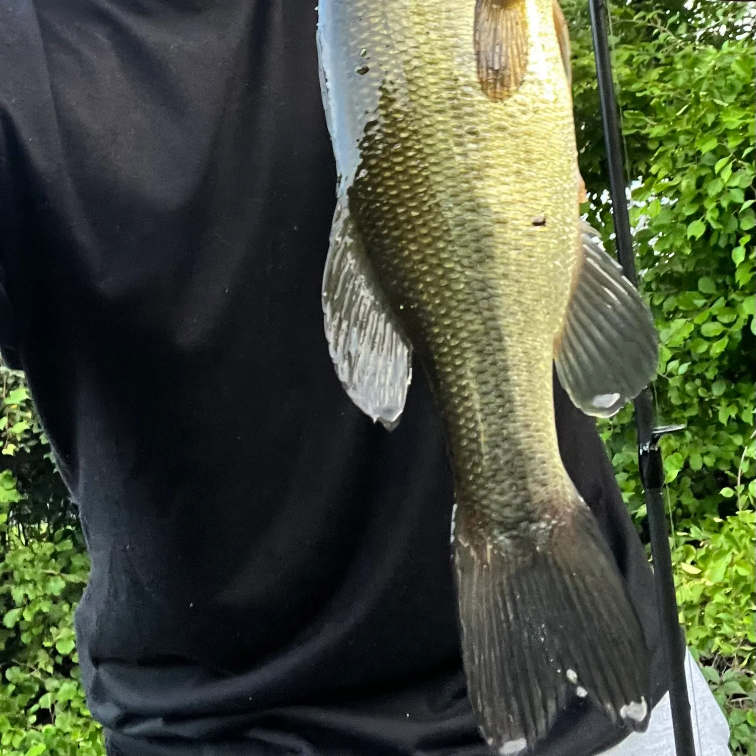 Largemouth bass caught on Fishbrain