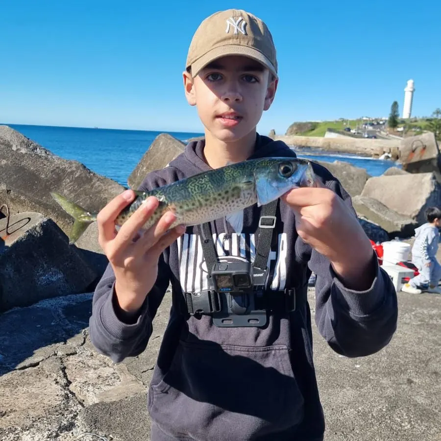 The most recent Blue mackerel catches on Fishbrain