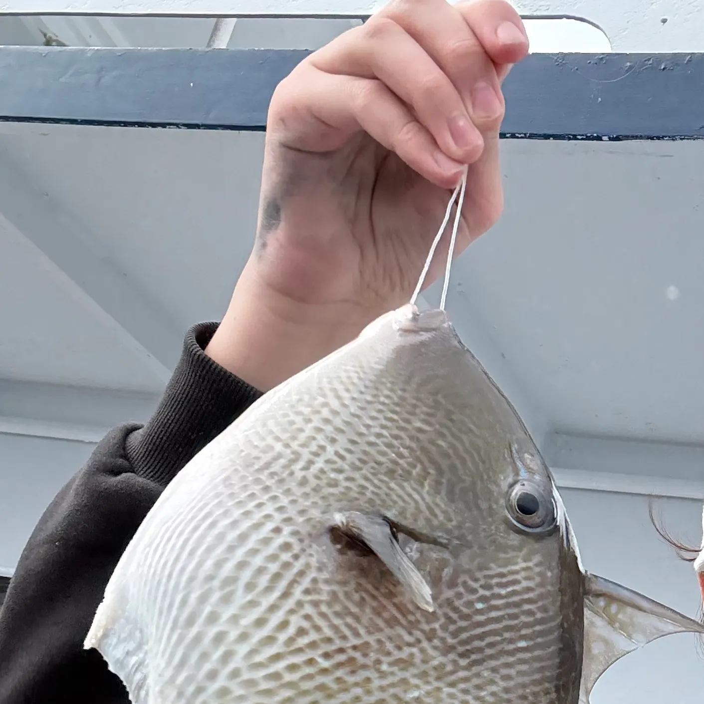 The most recent Grey triggerfish catches on Fishbrain