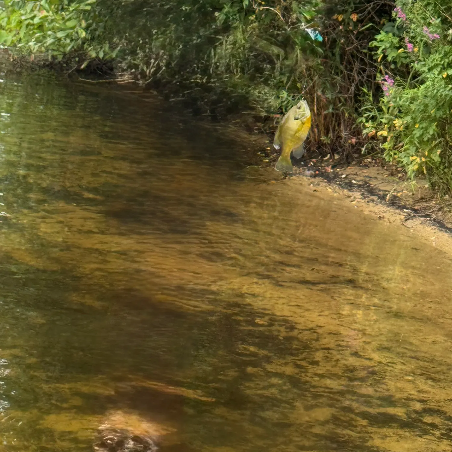 Bluegill caught on Fishbrain