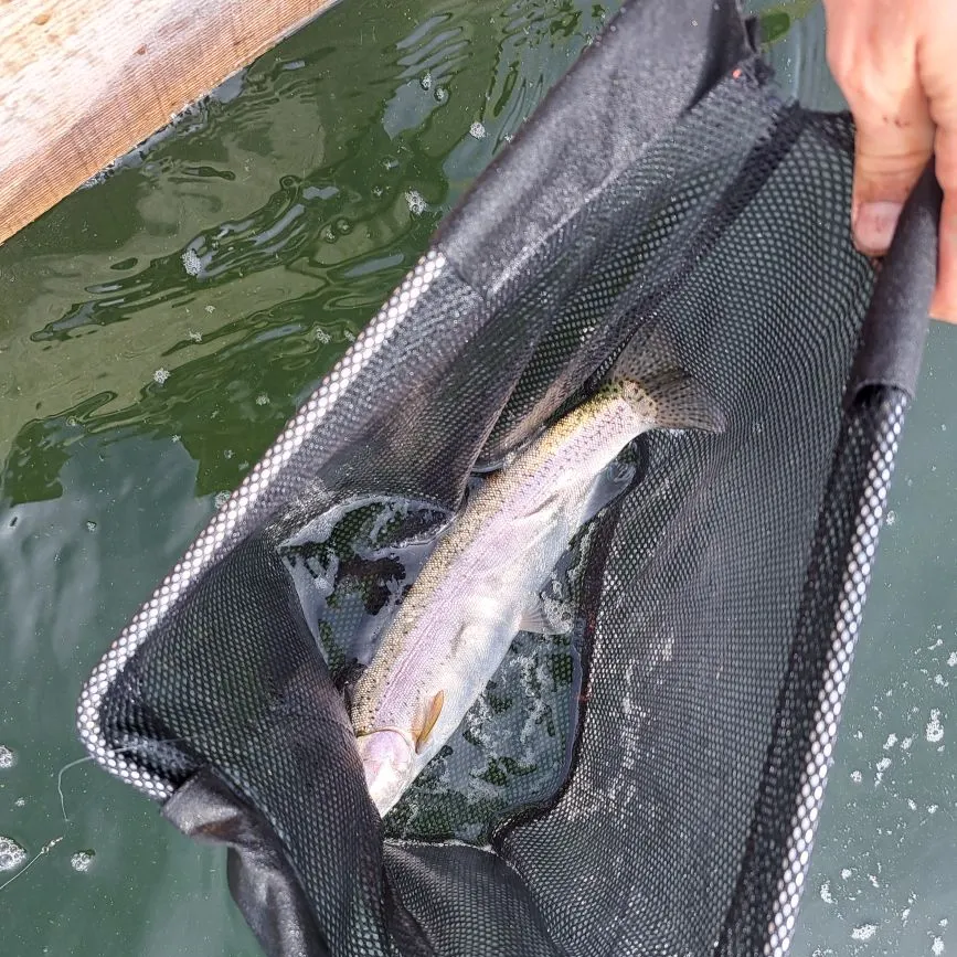 Rainbow trout caught on Fishbrain