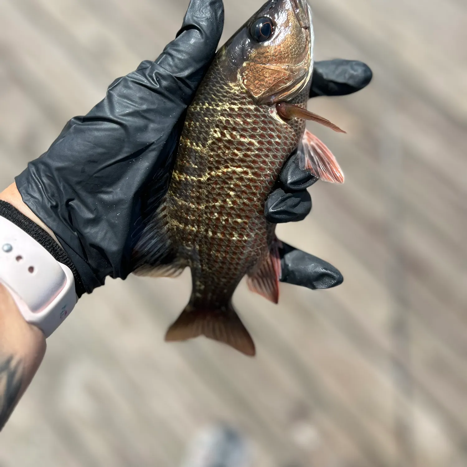 catch