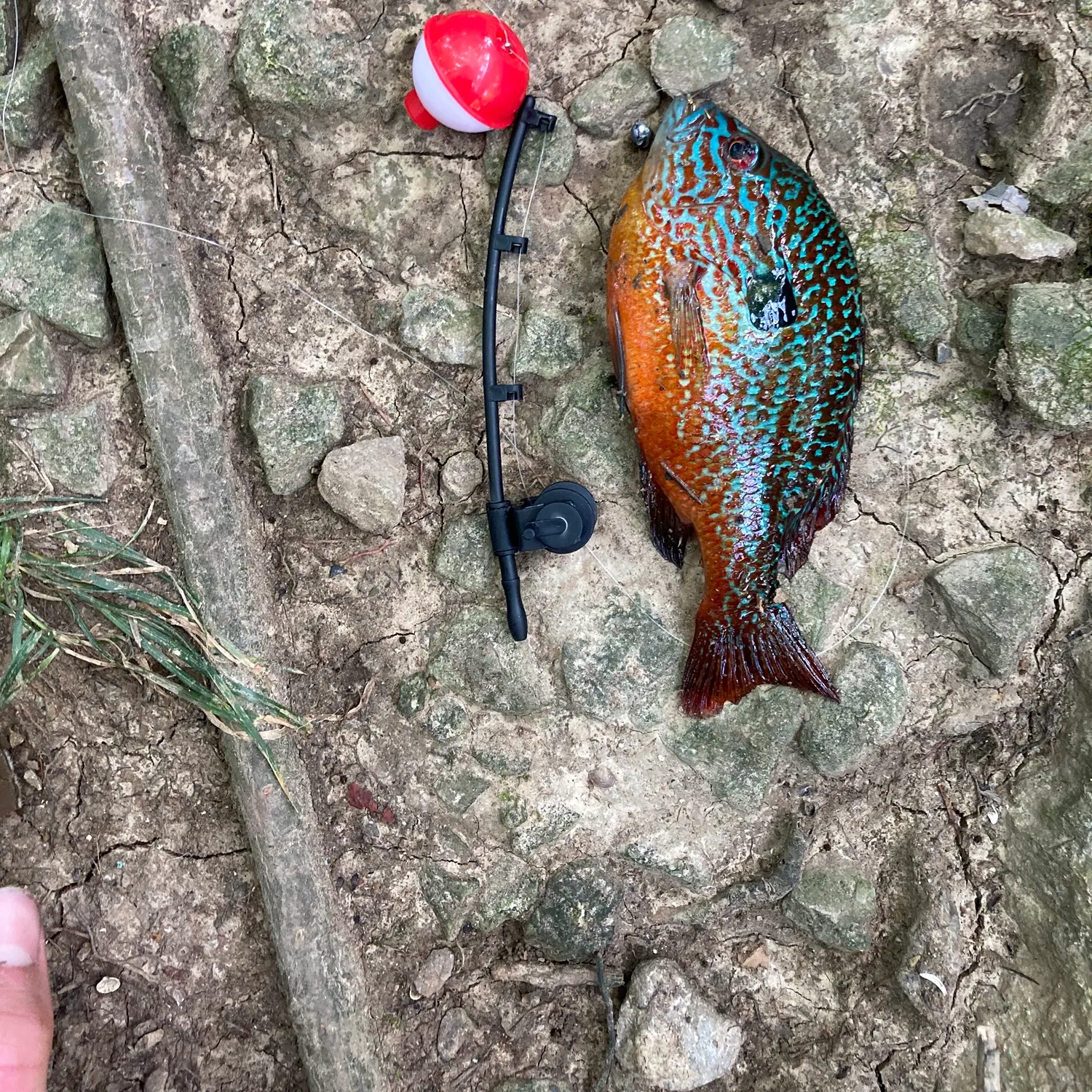Longear sunfish caught on Fishbrain