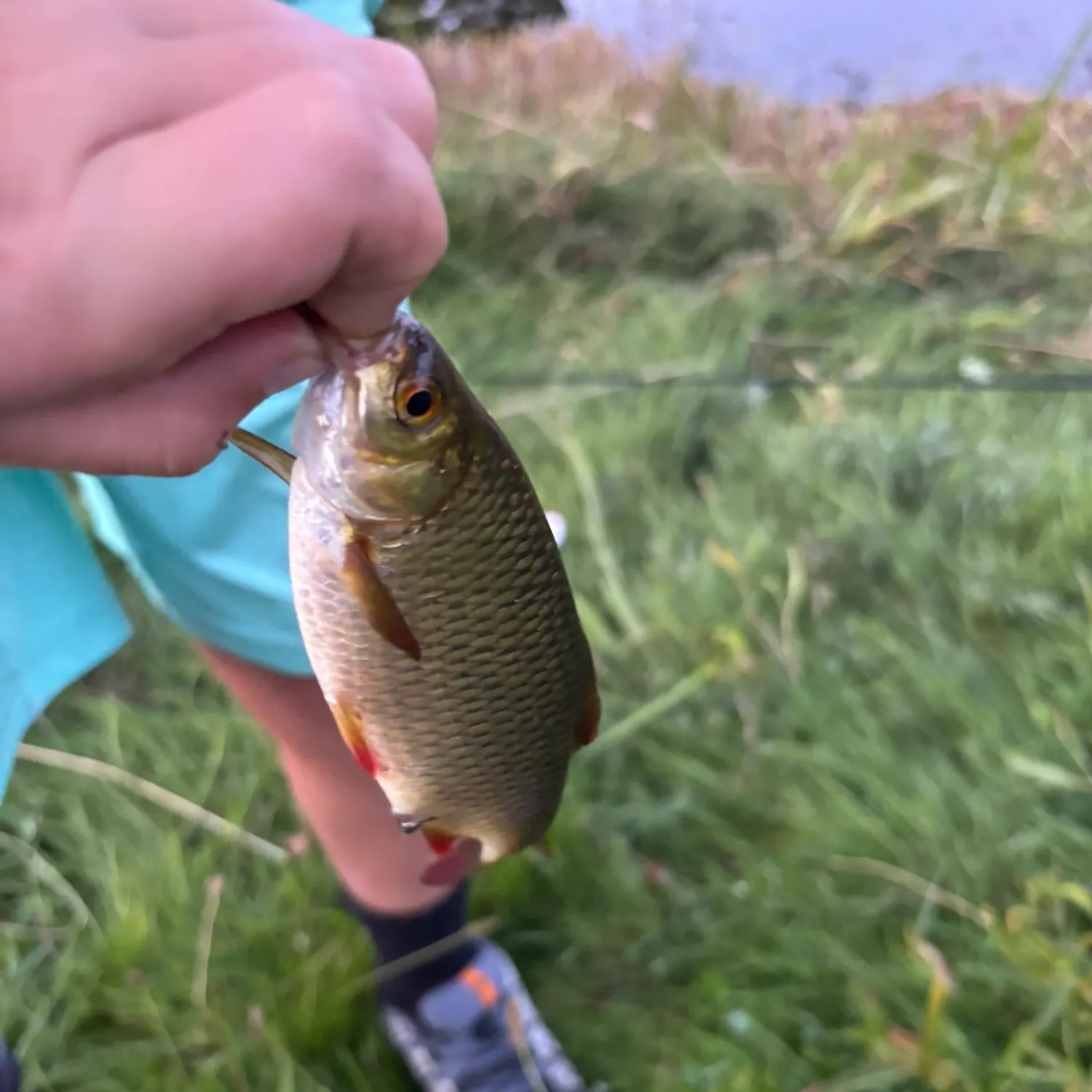 Common roach caught on Fishbrain