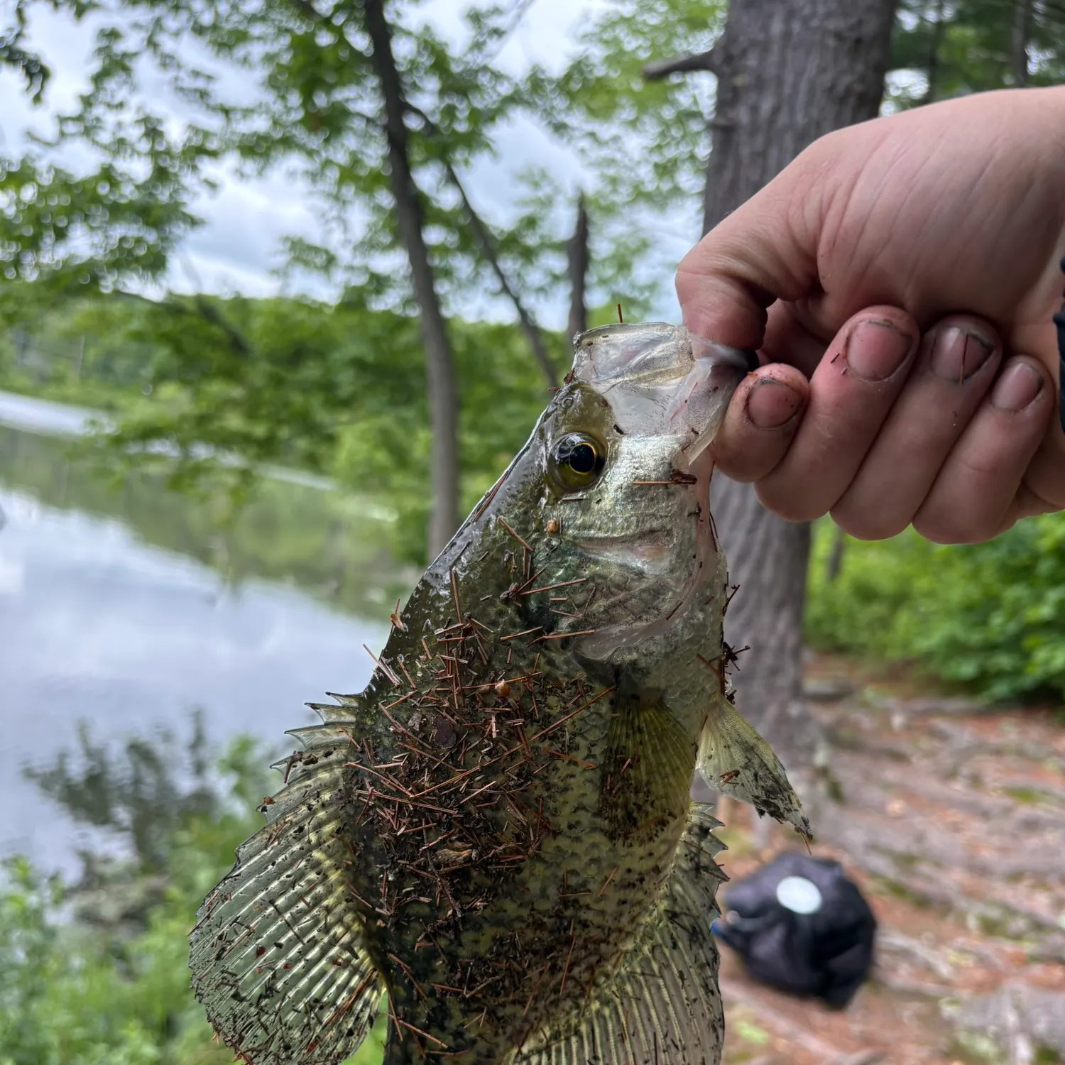 catch
