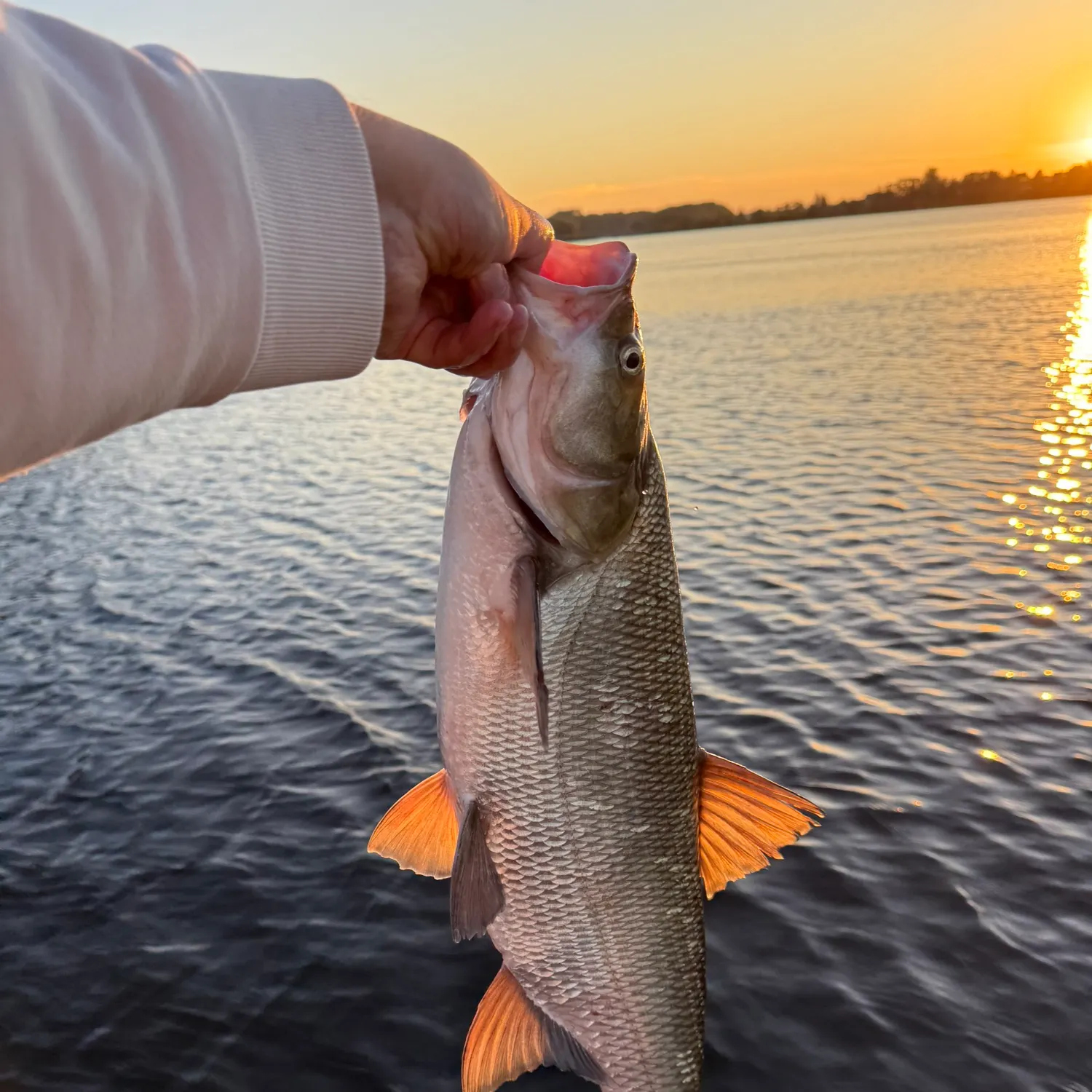 The most recent Asp catches on Fishbrain