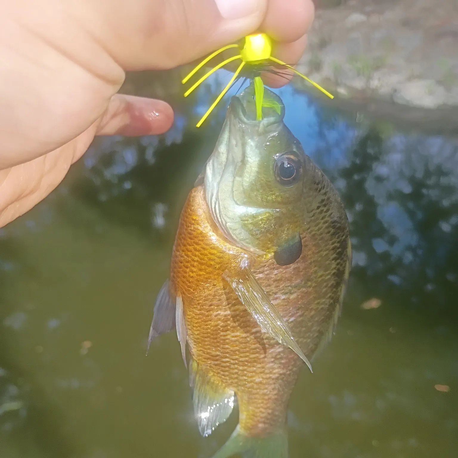 Bluegill caught on Fishbrain