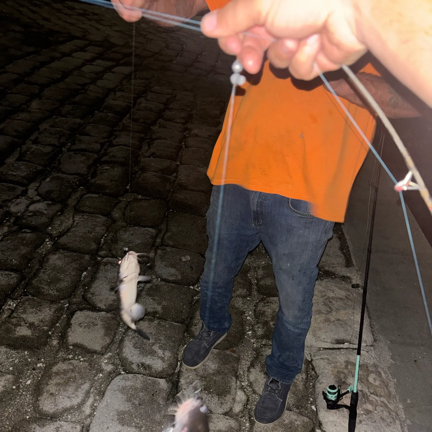 Channel catfish caught on Fishbrain