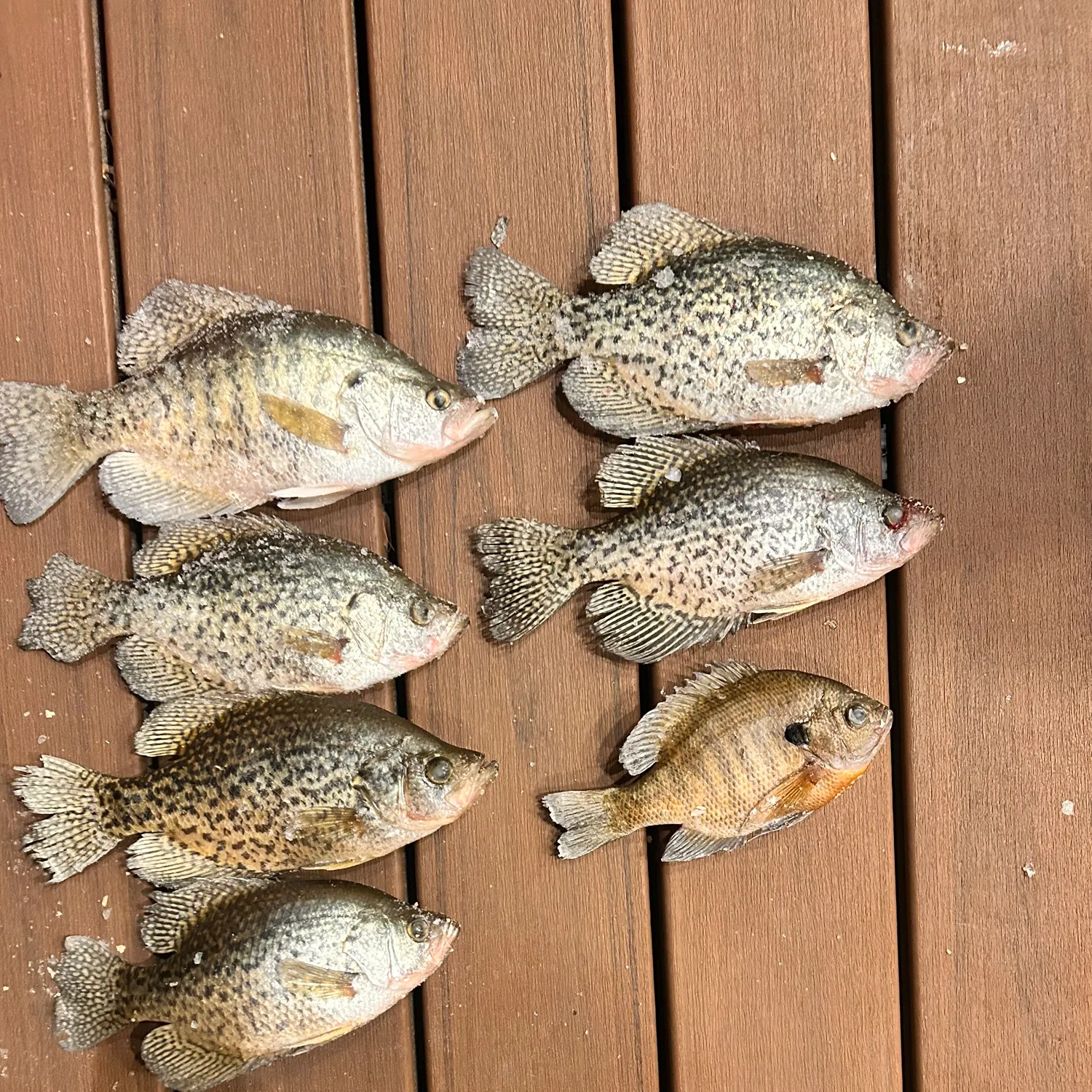recently logged catches