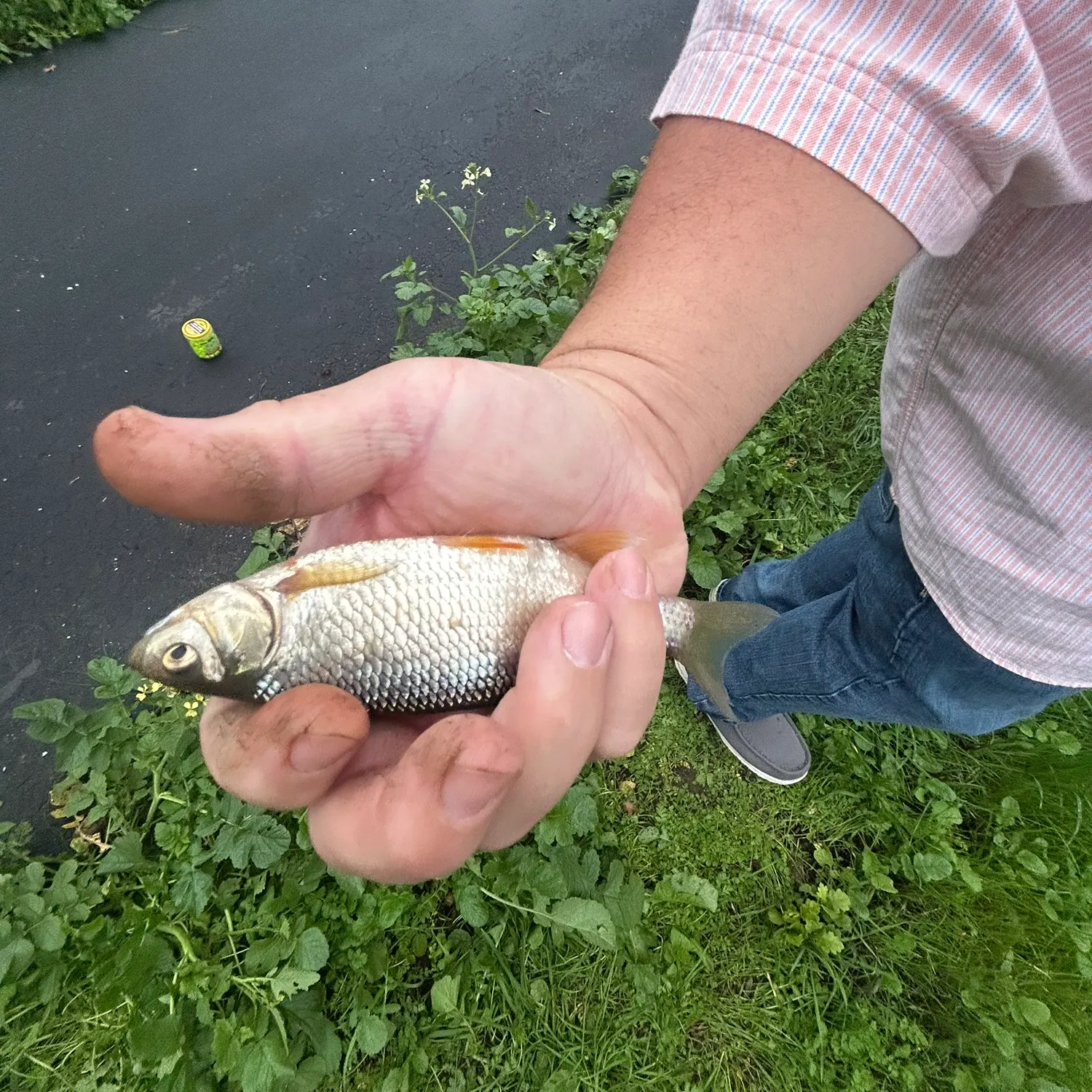 The most recent Golden shiner catches on Fishbrain