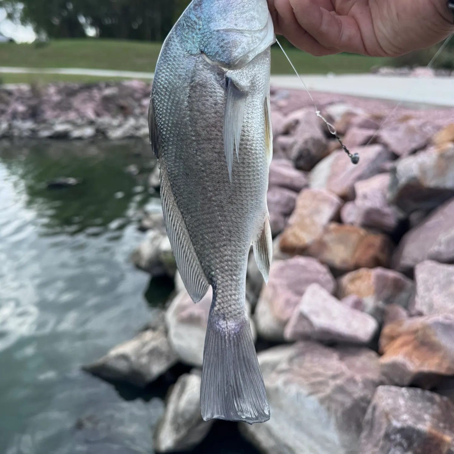 Freshwater drum caught on Fishbrain