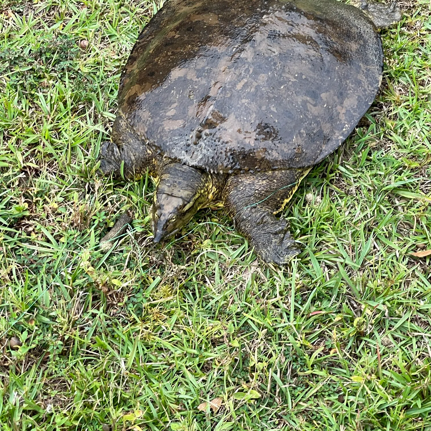 Spiny softshell turtle caught on Fishbrain