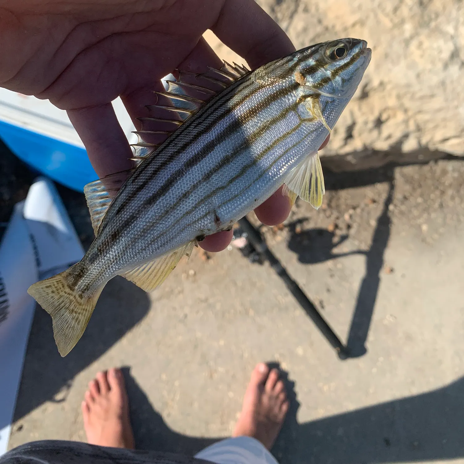 The most recent Western striped grunter catches on Fishbrain
