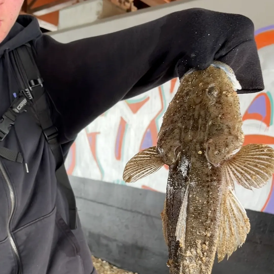 Bartail flathead caught on Fishbrain