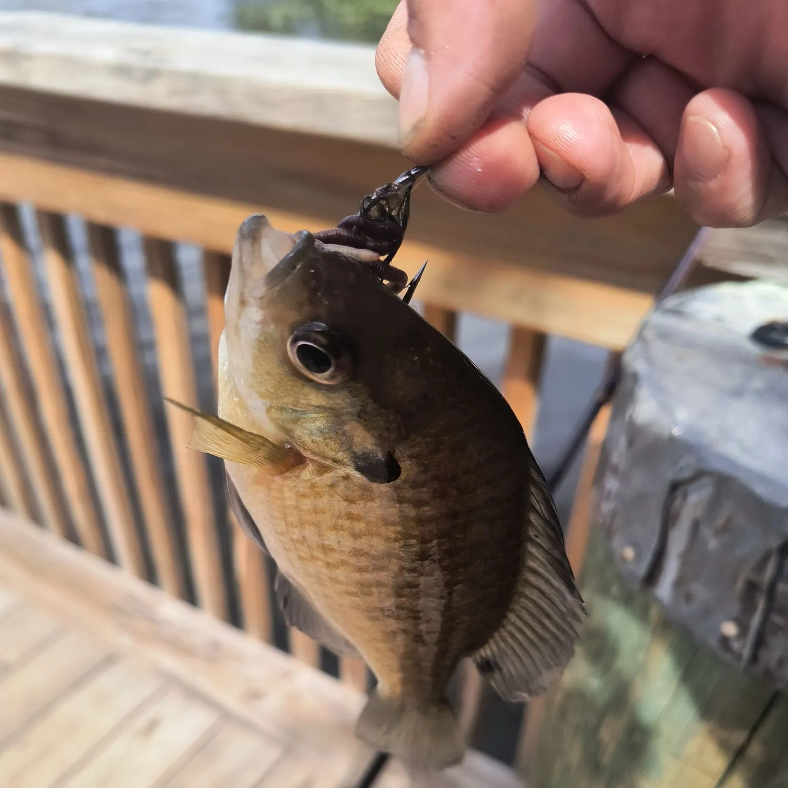 Bluegill caught on Fishbrain