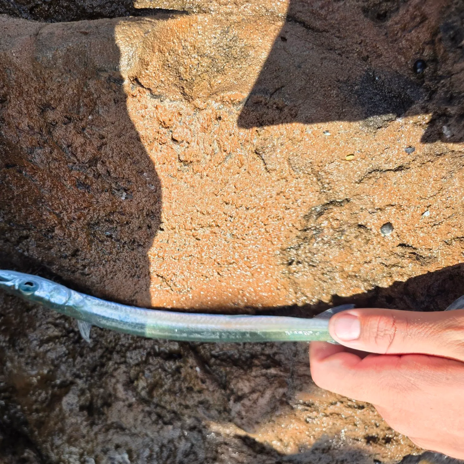 The most recent Keeltail needlefish catches on Fishbrain