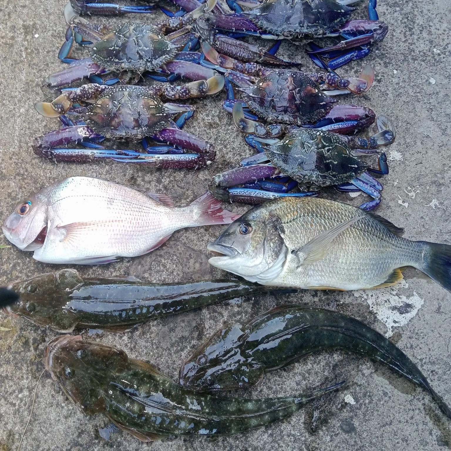 recently logged catches