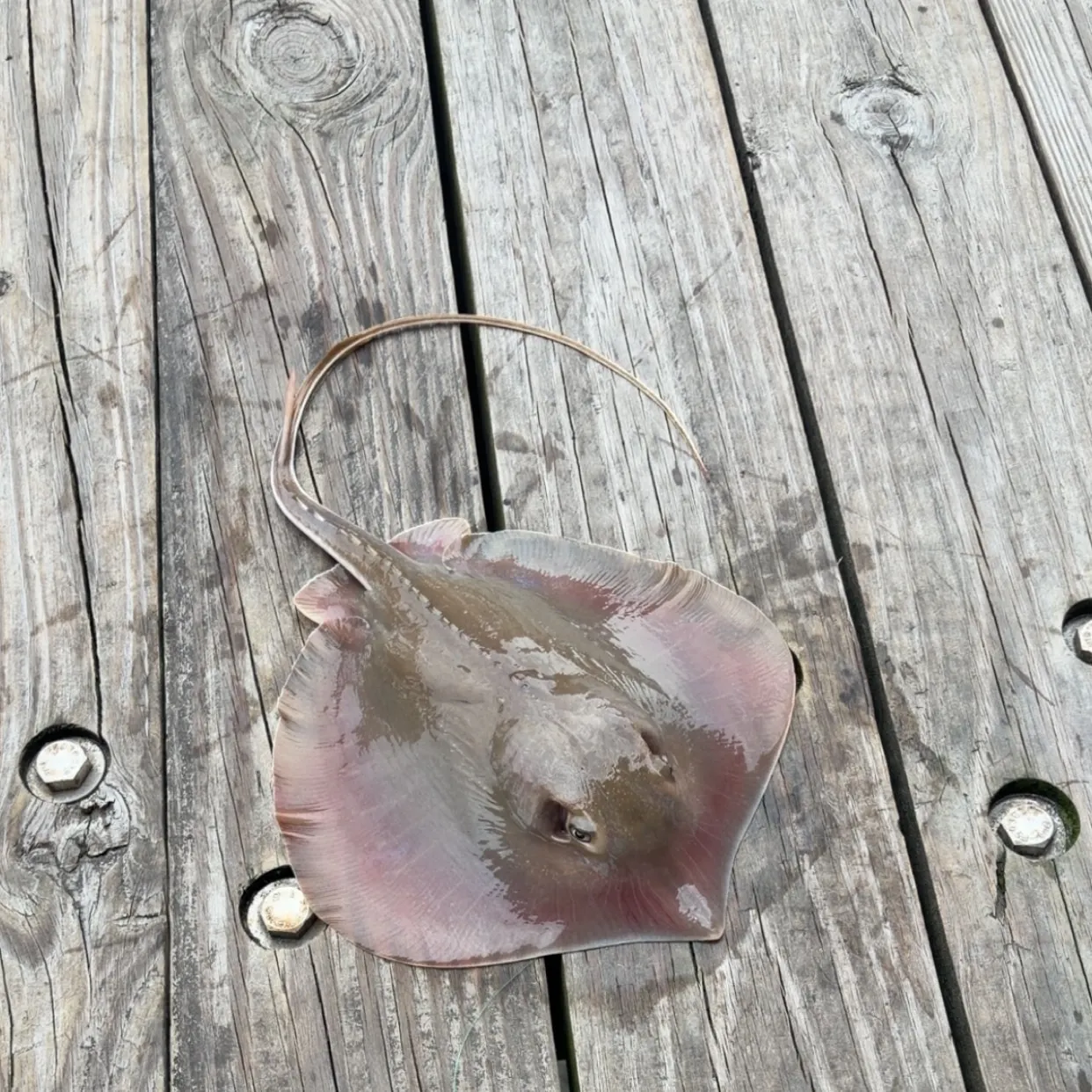 The most recent Atlantic stingray catches on Fishbrain