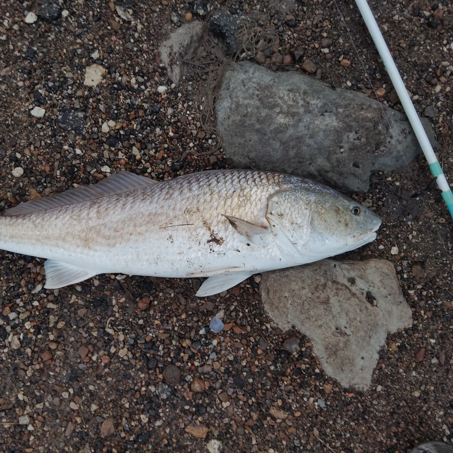 Red drum caught on Fishbrain