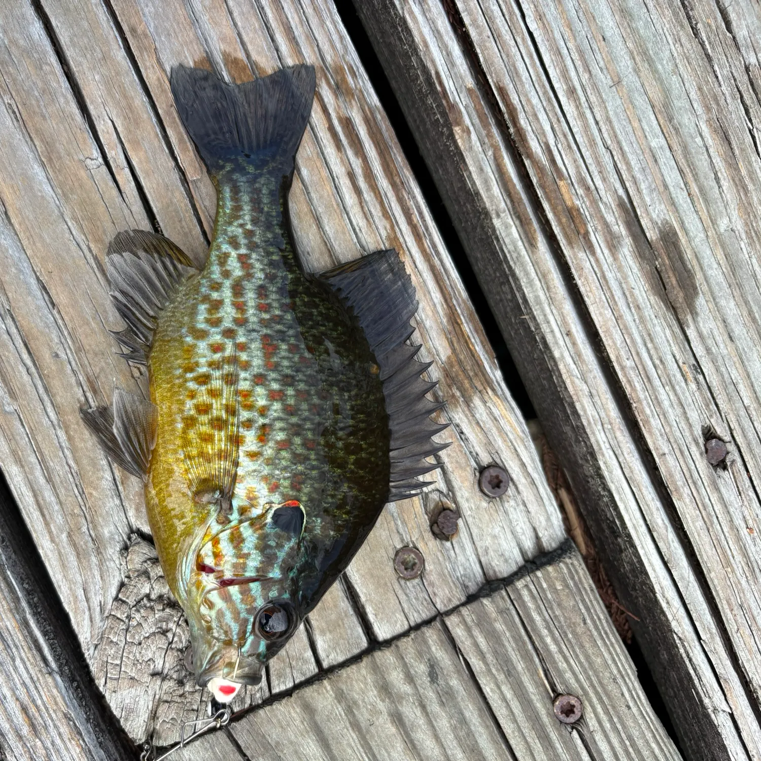 Pumpkinseed caught on Fishbrain