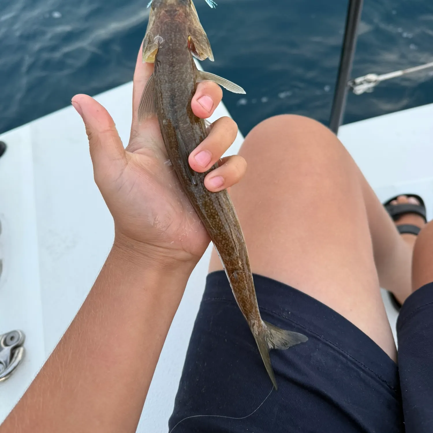 The most recent California lizardfish catches on Fishbrain