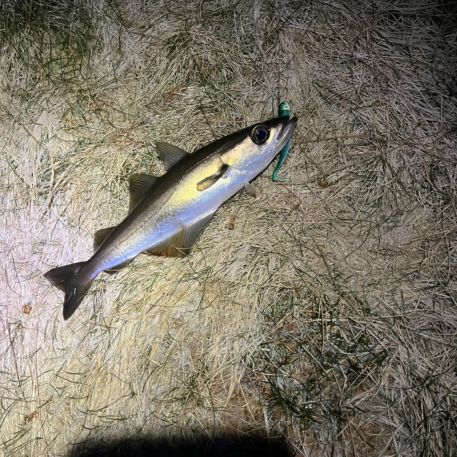 The most recent Pollack catches on Fishbrain