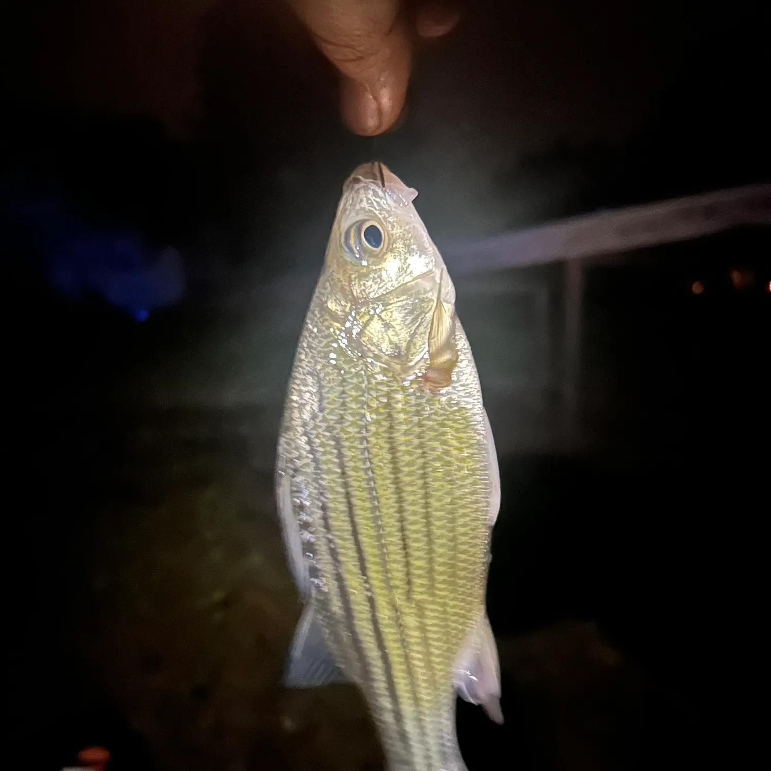 Striped bass caught on Fishbrain