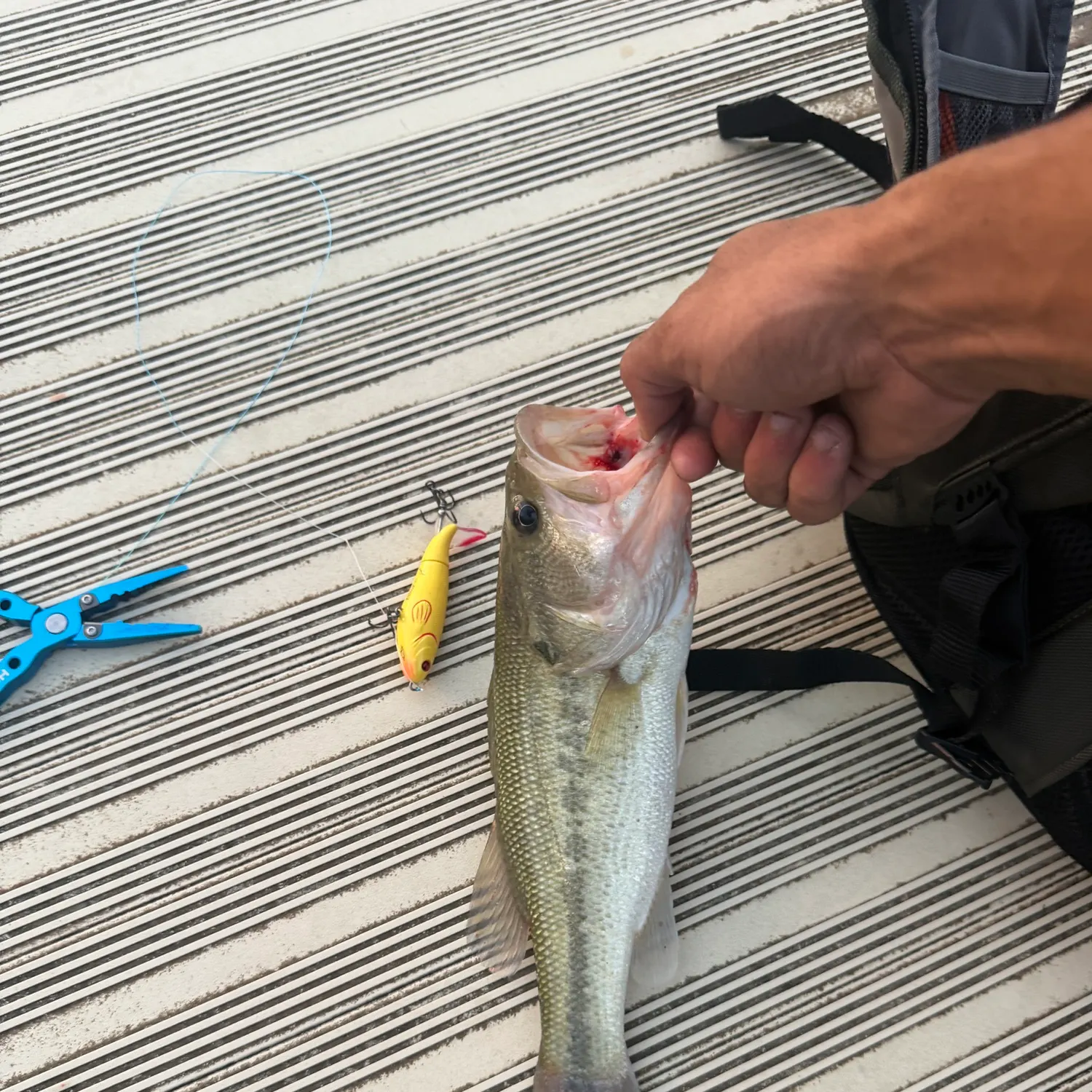 Largemouth bass caught on Fishbrain