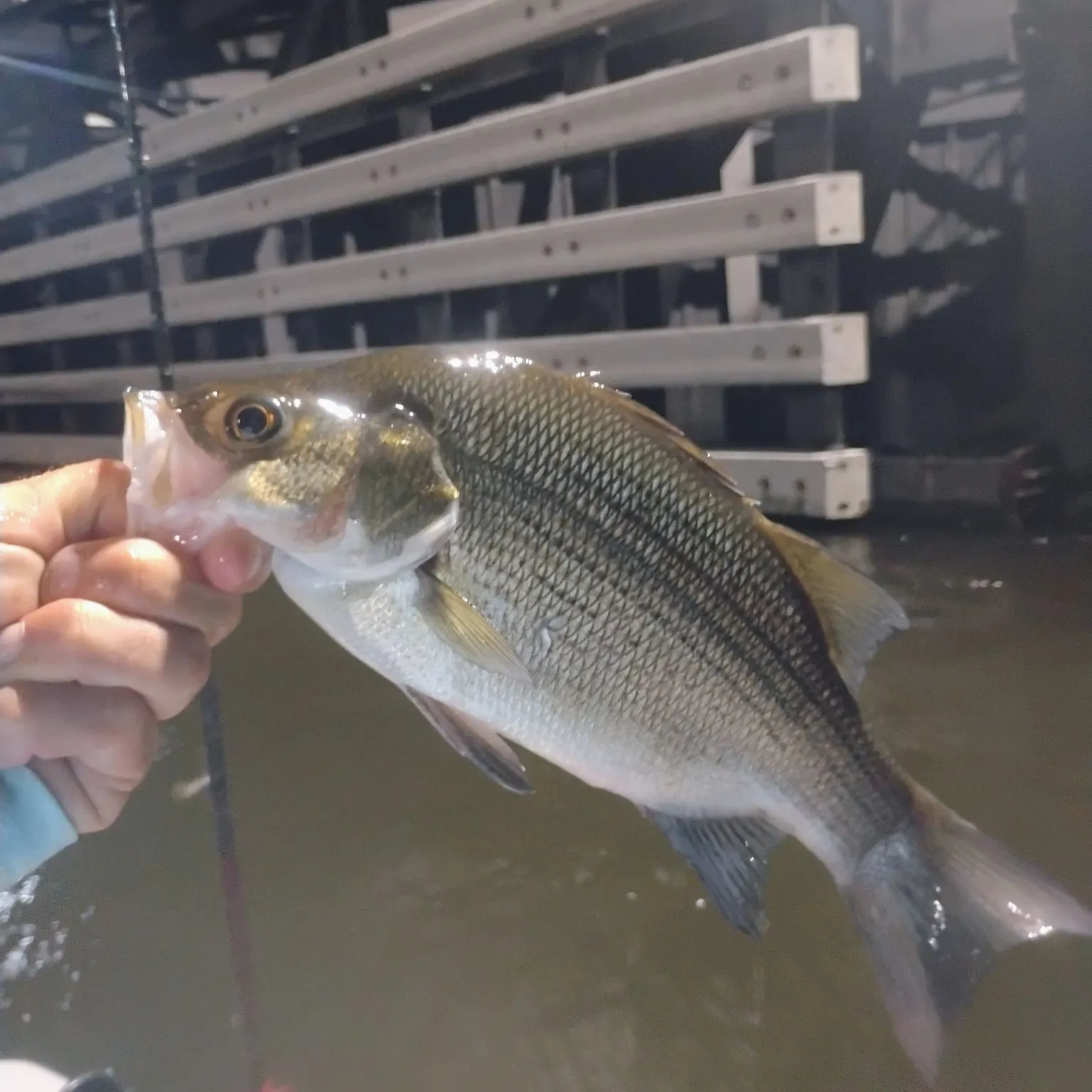 White bass caught on Fishbrain