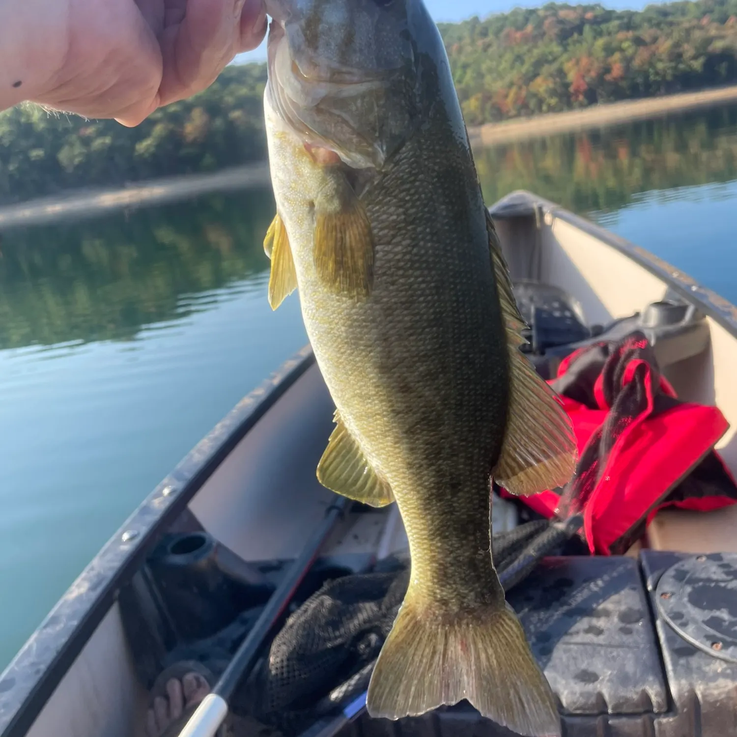 Smallmouth bass caught on Fishbrain