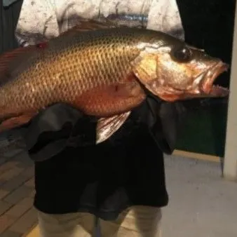 The most recent Mangrove red snapper catches on Fishbrain