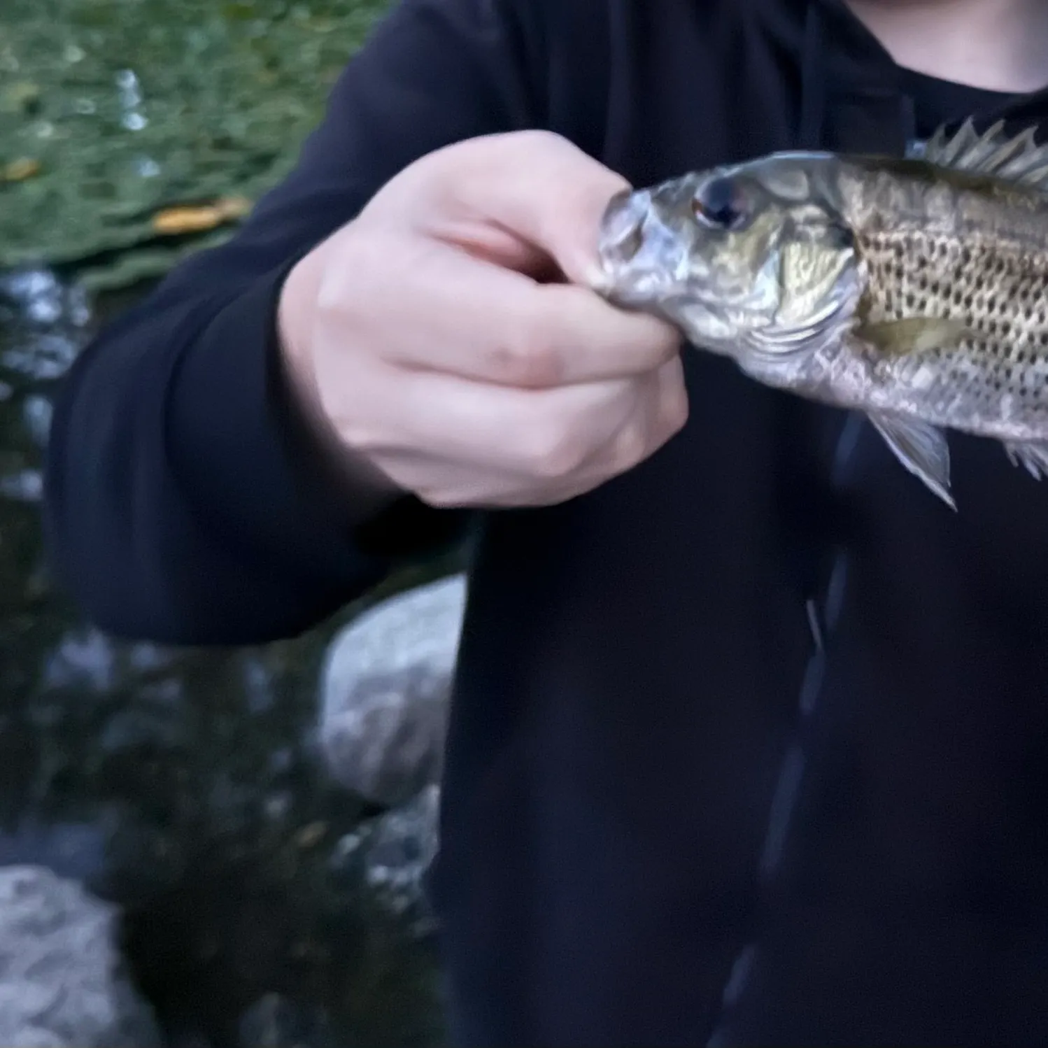 Rock bass caught on Fishbrain