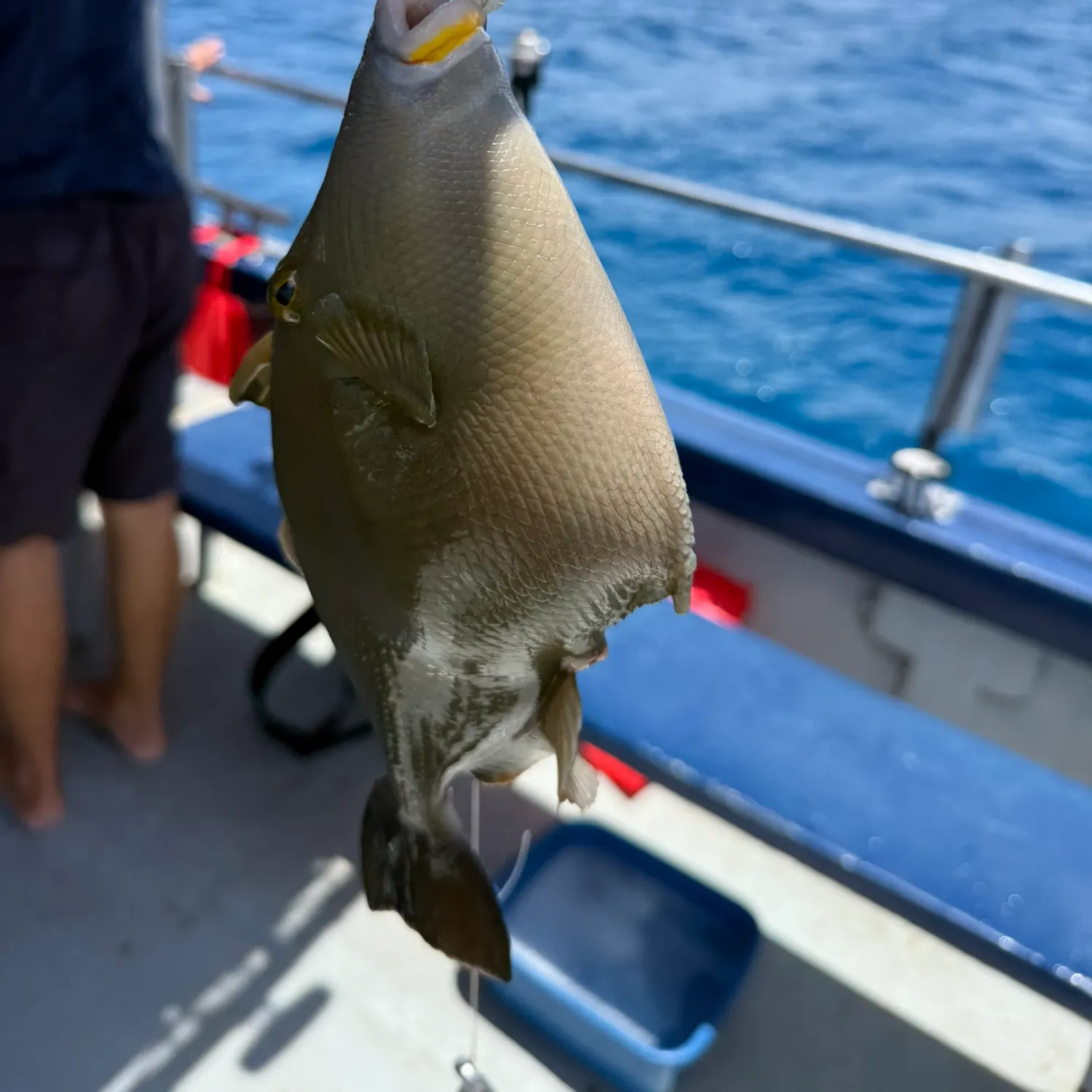 most liked catch image