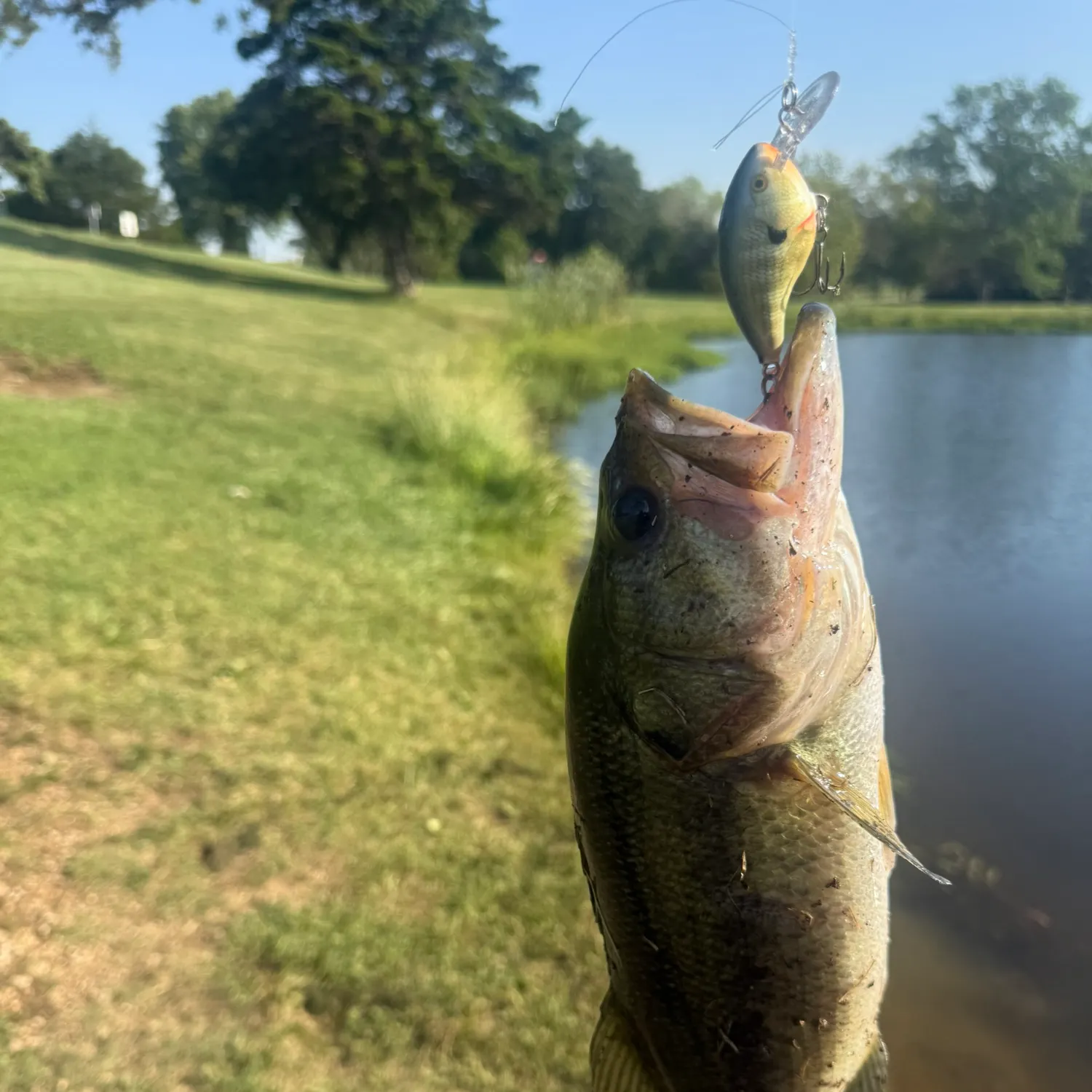 Largemouth bass caught on Fishbrain