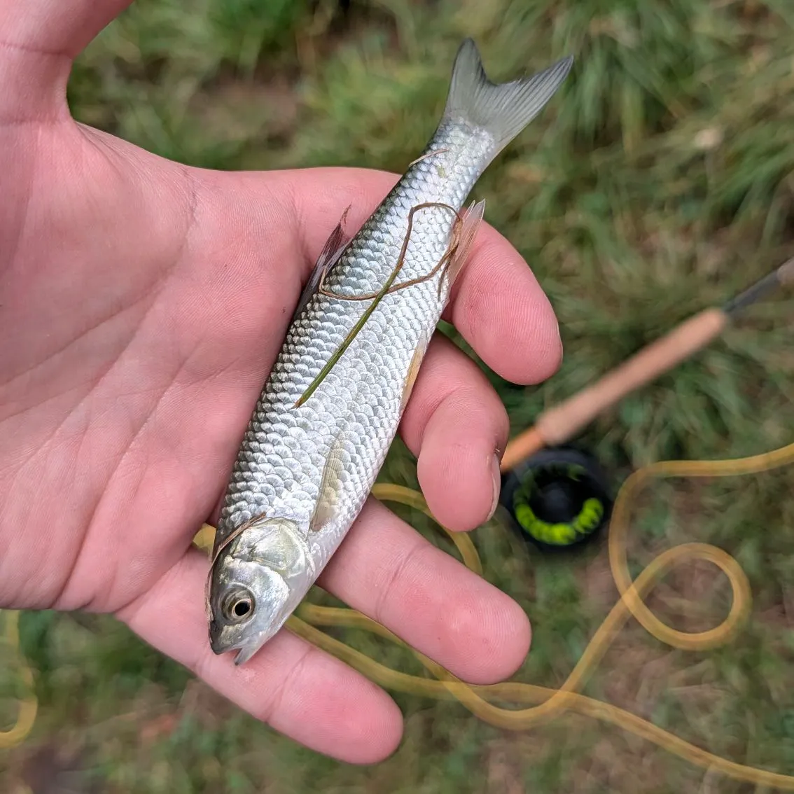 European flounder caught on Fishbrain
