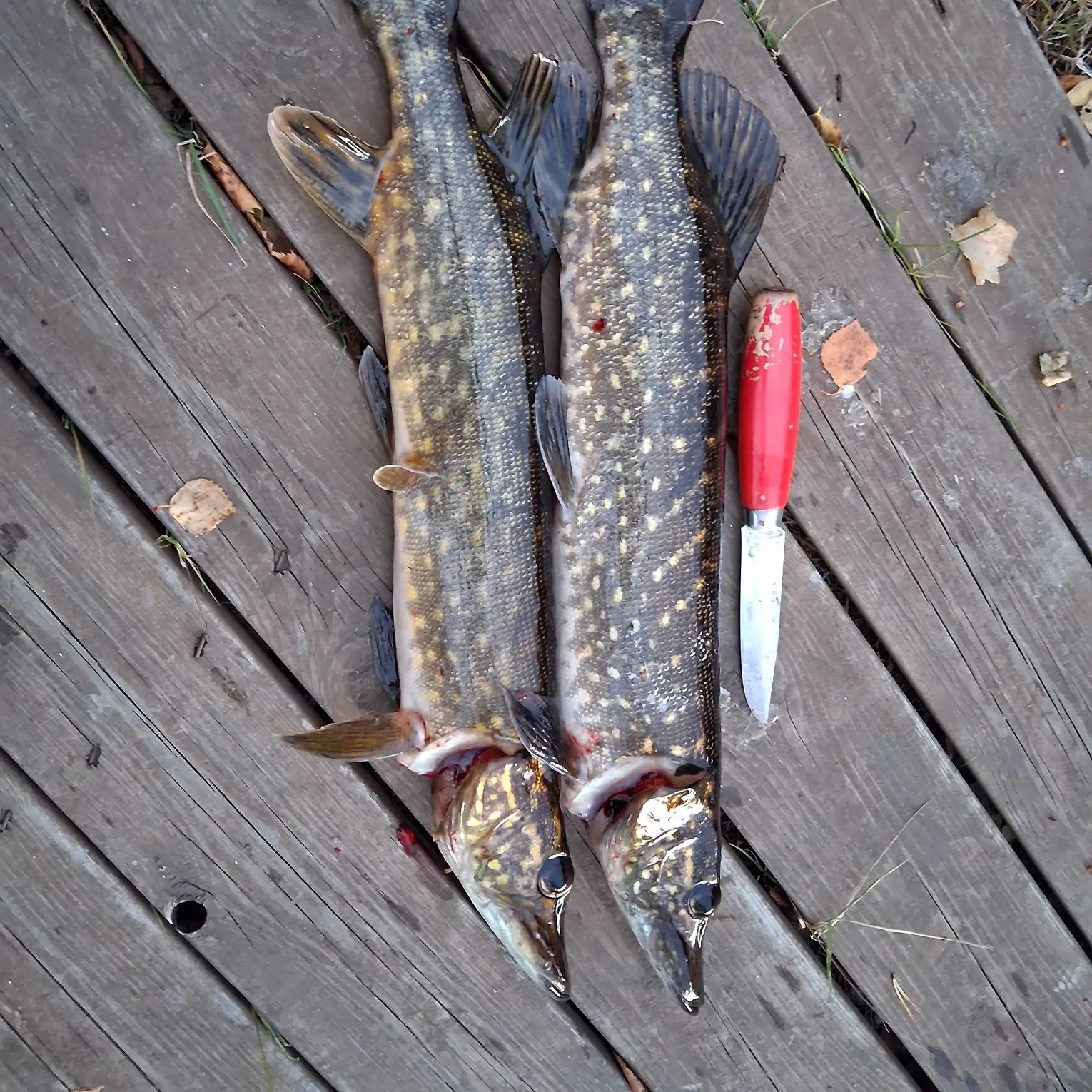 recently logged catches