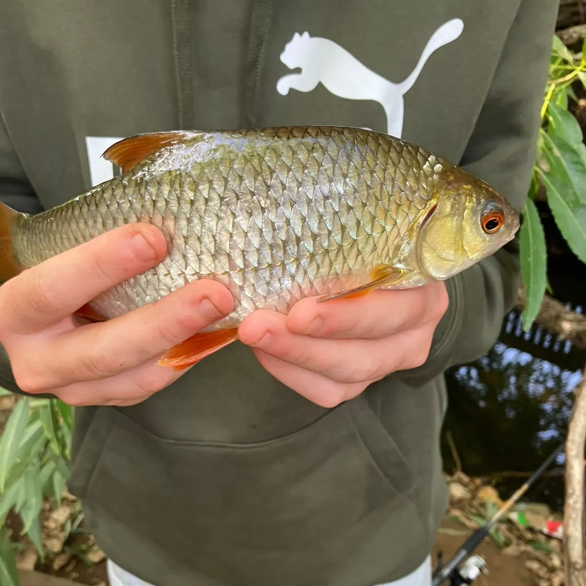 European chub caught on Fishbrain