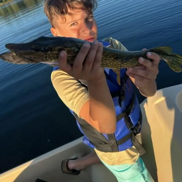 Northern pike caught on Fishbrain