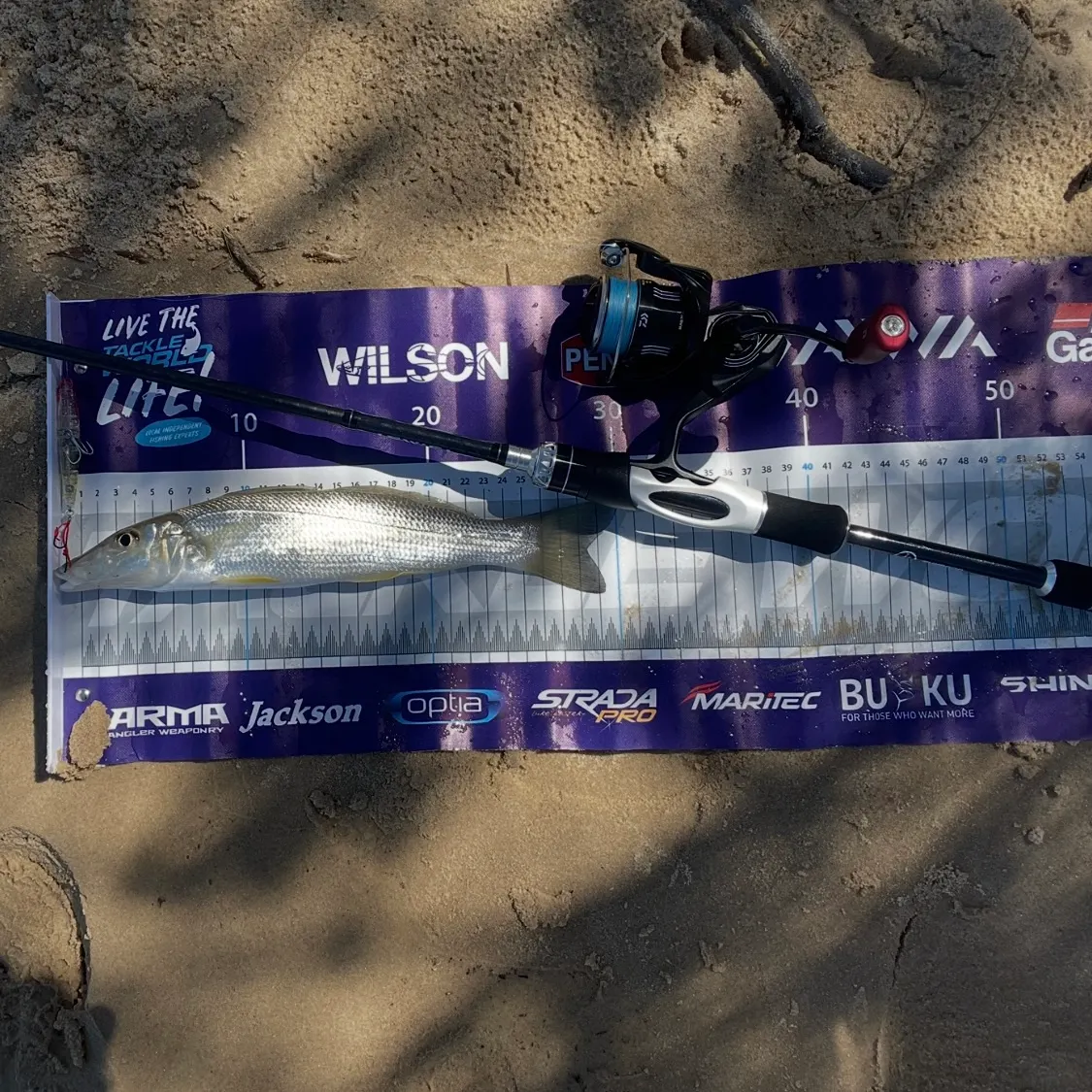 Sand sillago caught on Fishbrain