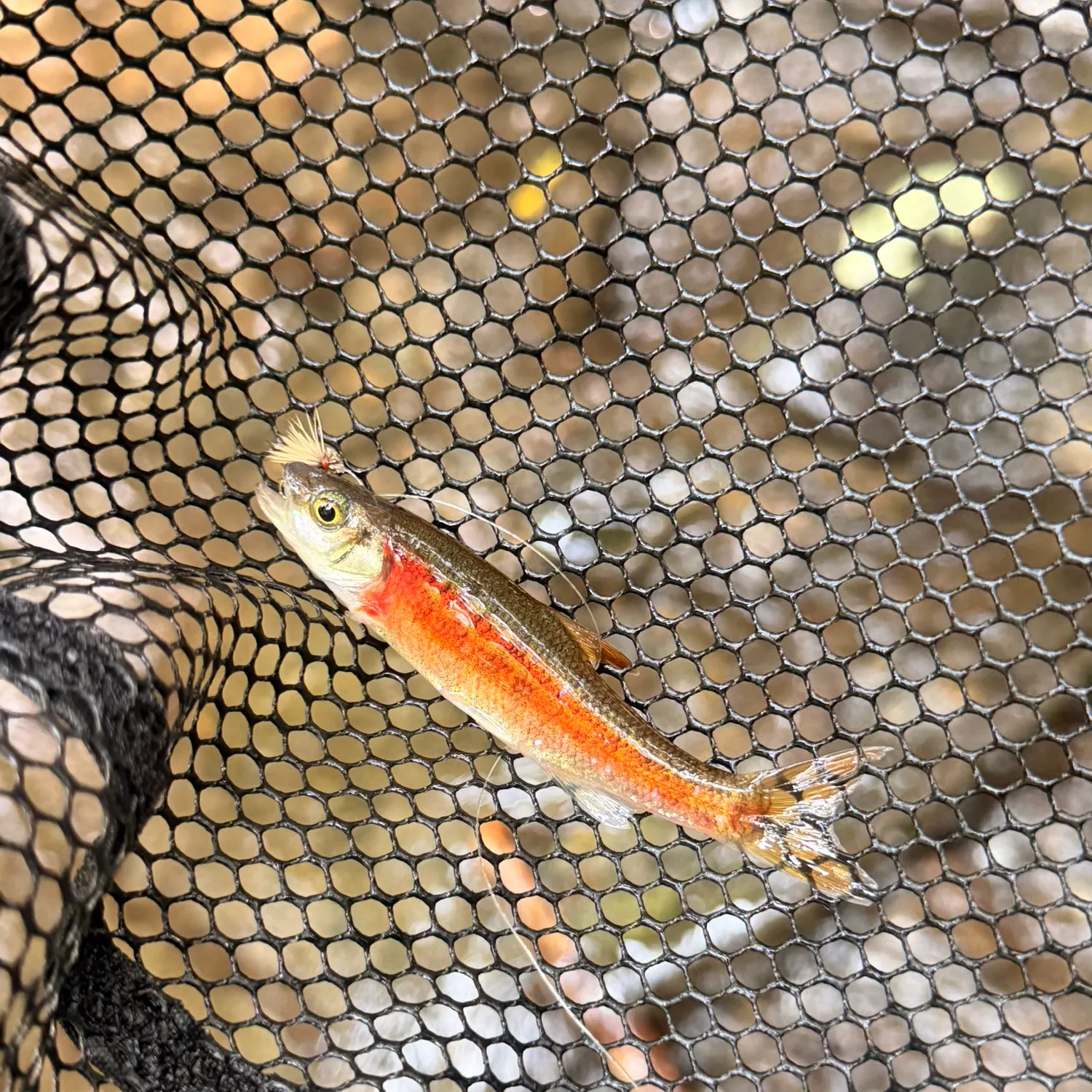 Rosyside dace caught on Fishbrain