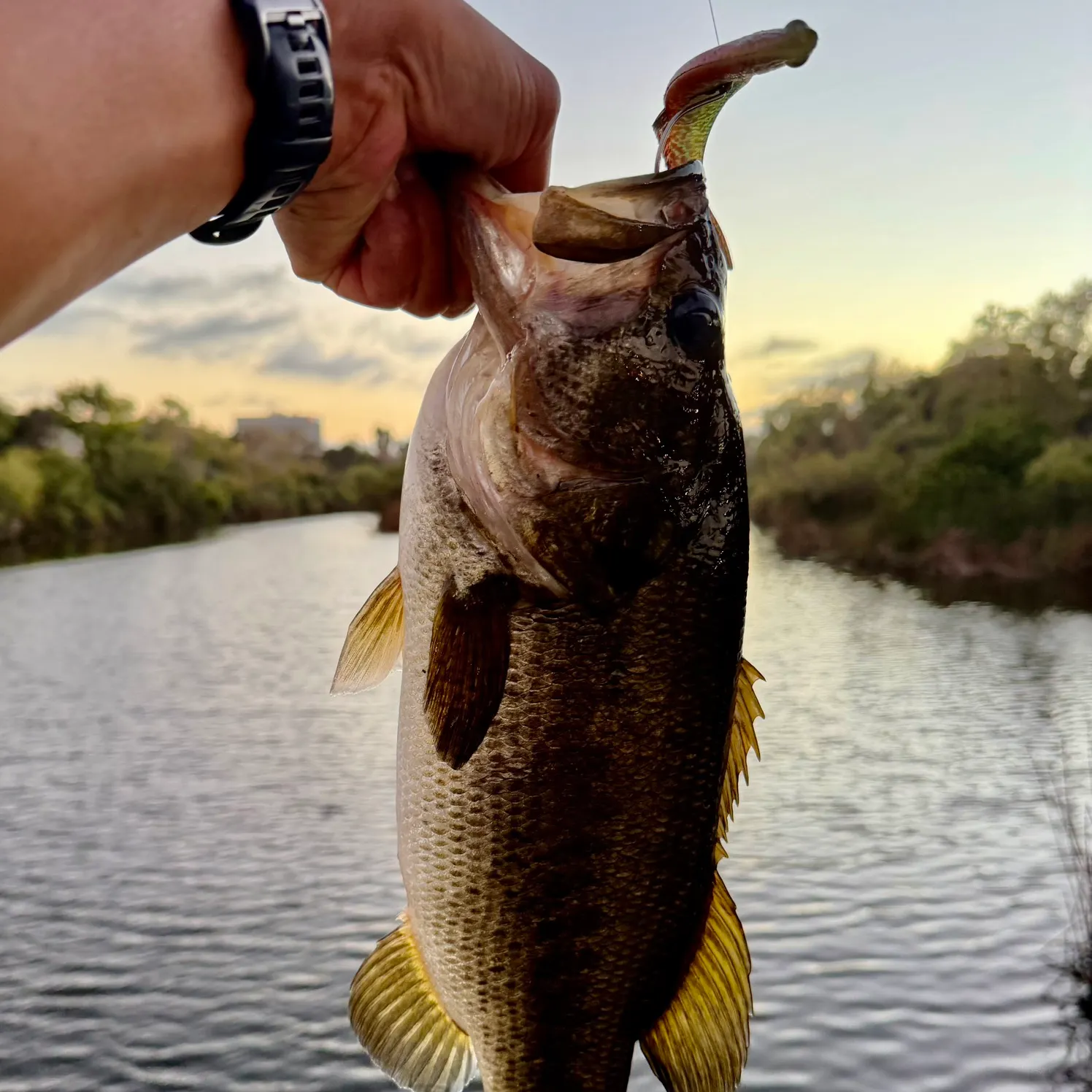 Largemouth bass caught on Fishbrain