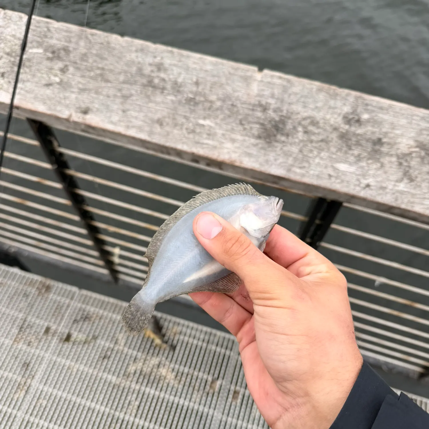 The most recent Northern rock sole catches on Fishbrain