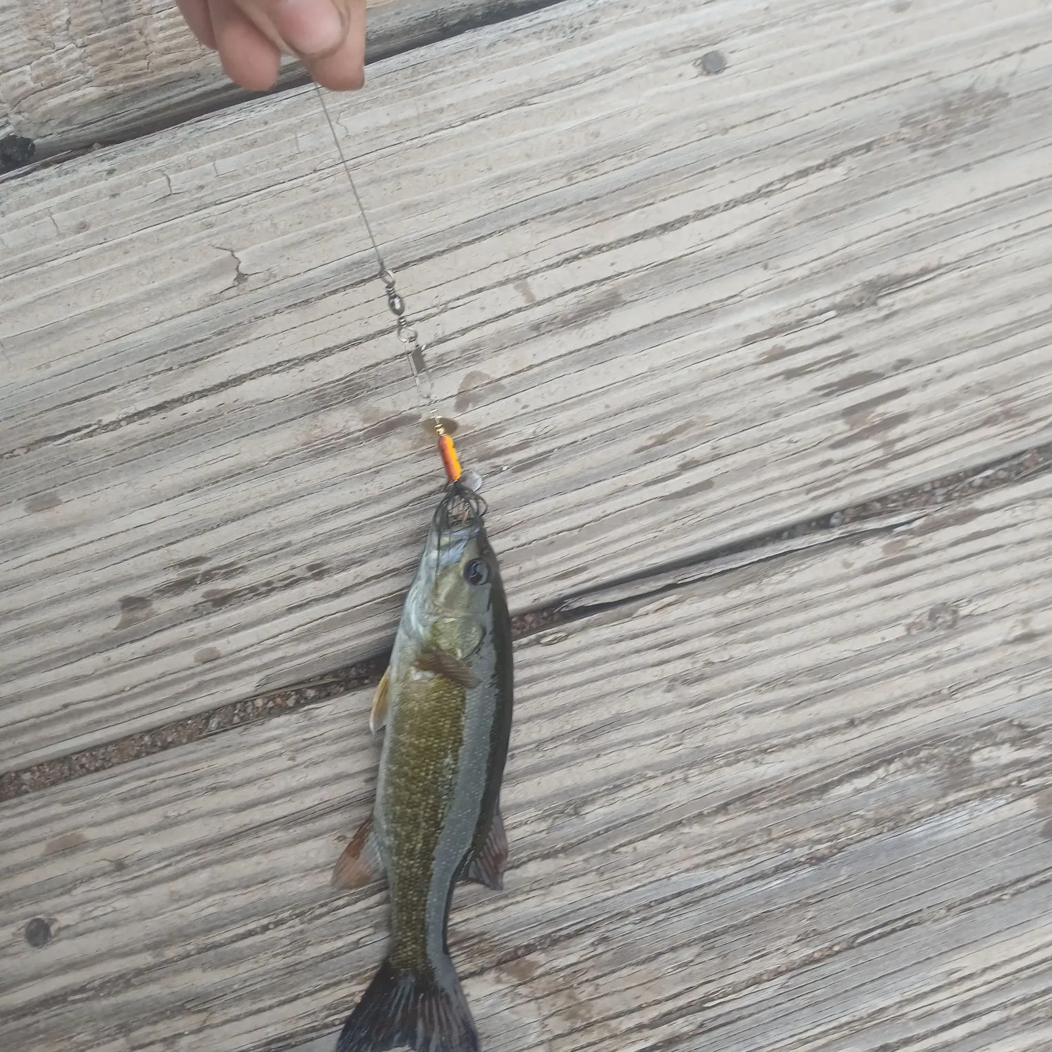 Smallmouth bass caught on Fishbrain