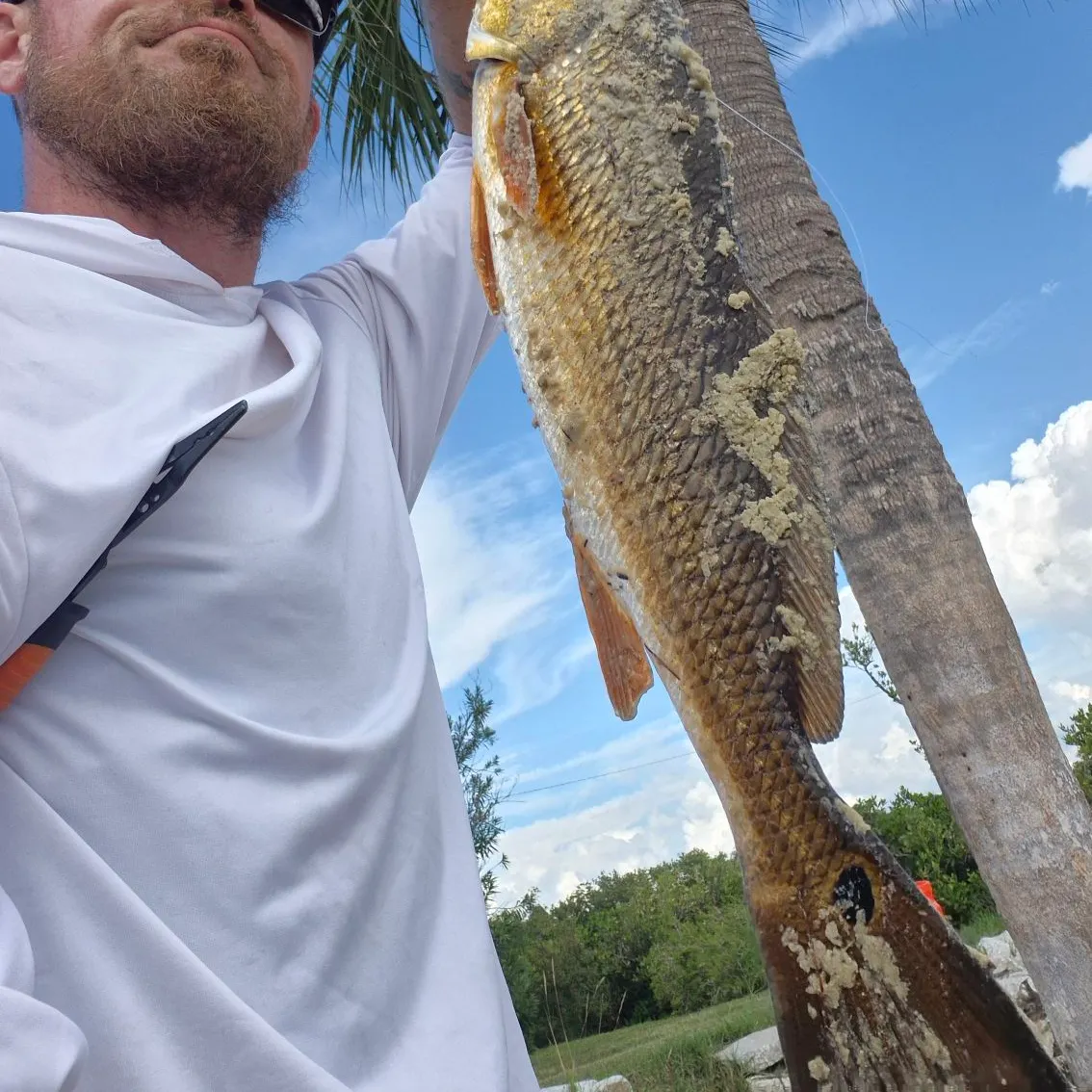 Red drum caught on Fishbrain
