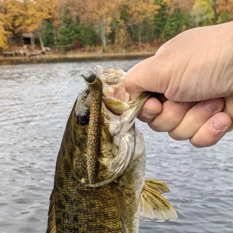 Smallmouth bass caught on Fishbrain